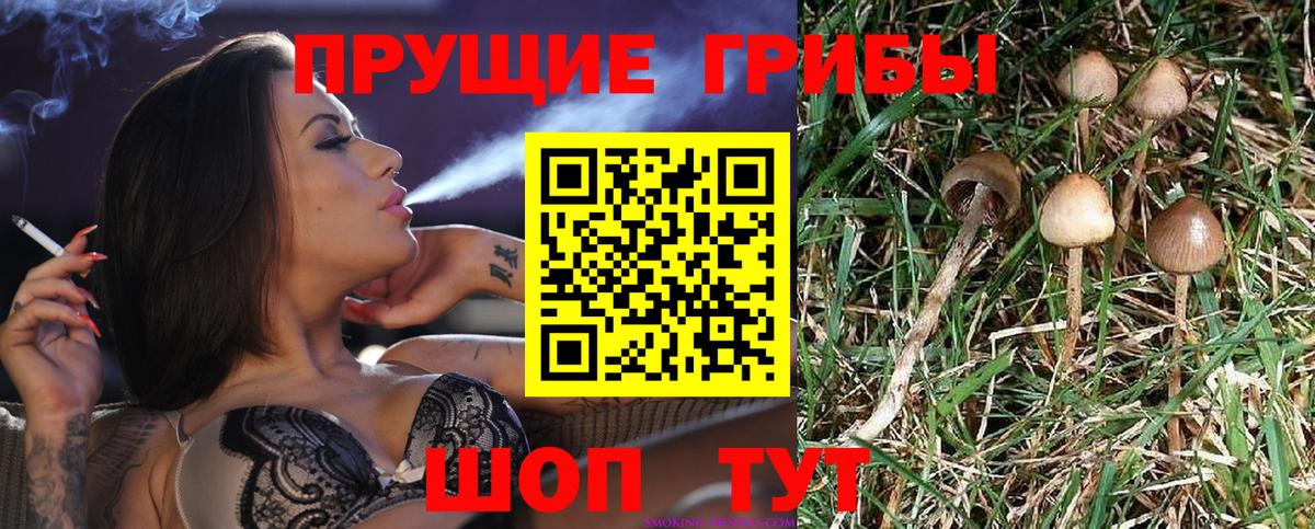 Петровск  купить наркотик  Вход с VPN  Псилоцибиновые грибы прущие грибы 